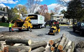 Best Tree Removal Services  in Vero Lake Estates, FL